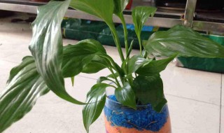 白掌水培方法 白掌水培方法及图片