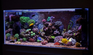 鱼缸如何长期养鲫鱼 鱼缸如何长期养鲫鱼视频