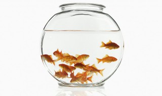 珍珠鼠鱼繁殖方法（珍珠鼠鱼繁殖方法图解）