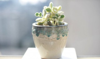 简单盆栽制作方法（盆栽的制作方法）