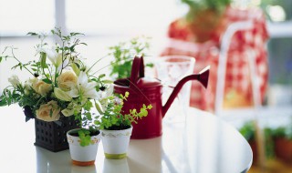 四季春花的繁殖方法 四季春花怎么繁殖