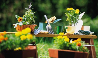 蕙兰艺草促艺方法 蕙兰促花秘诀