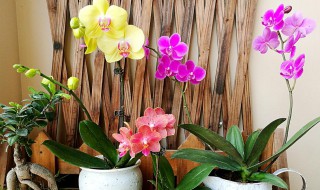 蝴蝶兰繁殖方法（蝴蝶兰的繁殖方法和栽培技术）