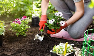紫藤插枝种植方法（紫藤插枝种植方法视频）