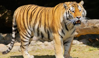 老虎的特点 老虎的特点和生活特征有哪些