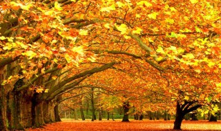 秋天的特点（秋天的特点四字词语）