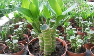 富贵竹栽培繁殖方法（富贵竹栽种方法）