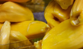 菠萝蜜的核水培方法（菠萝蜜核水培方法视频）