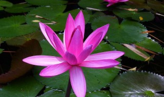 大睡莲的种植方法水培（睡莲不放泥只放水怎样养）