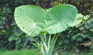 滴水观音截杆生根方法 滴水观音如何截杆繁殖