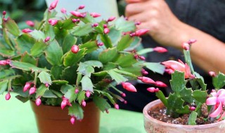 蟹爪兰繁殖方法（蟹爪兰繁殖方法视频）