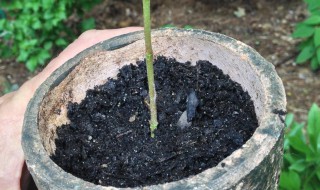 生根粉的使用方法种子（生根粉的使用方法?）