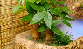 发财树的插枝方法（发财树的插枝方法图片）