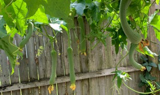 丝瓜盆栽种植方法 丝瓜盆栽种植方法如下