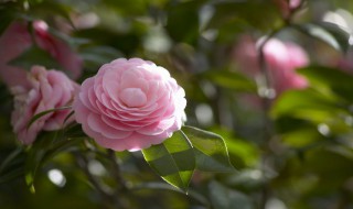 茶花的繁殖方法（茶花的繁殖方法和时间）