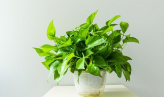 绿萝的繁殖方法有哪些 绿萝的种殖方法