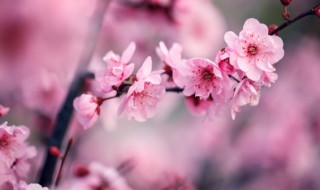 梅花繁殖方法 梅花繁殖方法和时间