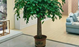 幸福树的繁殖方法 幸福树扦插繁殖方法