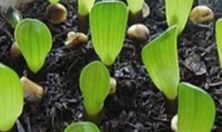 君子兰的繁殖方法（君子兰的繁殖方法和图解殖方法）