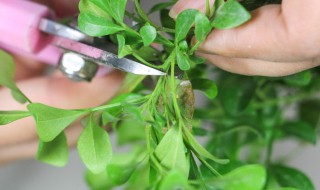 米兰剪枝水培根方法（米兰的水培方法）