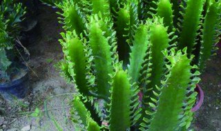 龙骨花嫁接蟹爪兰方法 龙骨花如何嫁接蟹爪兰