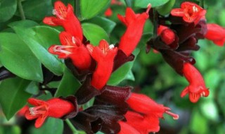 口红吊兰的繁殖方法（口红吊兰的繁殖方法图解）