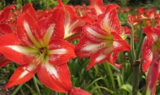 朱顶红繁殖方法 朱顶红繁殖方法肥料