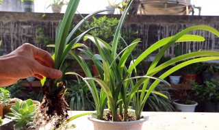 朱顶红切球繁殖方法(朱顶红切球繁殖方法简介)