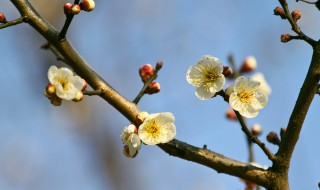梅花的繁殖方法（梅花的繁殖方法视频）