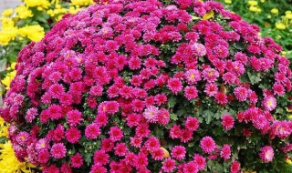 千头菊怎么打顶（千头菊打顶到几月份）
