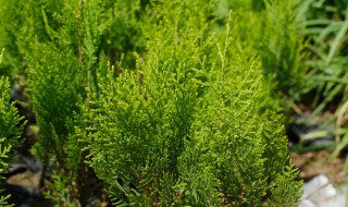 柏树什么季节栽种成活率高 什么季节栽柏树成活率高?