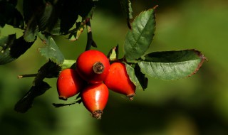 玫瑰果做法 玫瑰花果茶的做法大全