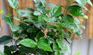 茉莉花室内养殖方法 茉莉花室内养殖方法视频
