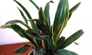 万年青植物怎么养殖（万年青适合在室内养吗）