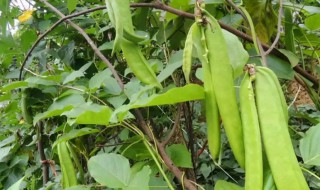 大刀豆种植时间和方法（巨型大刀豆）