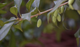 桂花树上有白色的密密麻麻的怎么办（桂花树上有白点是怎么回事）