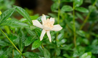 栀子花有哪些品种 栀子花有哪些品种品种