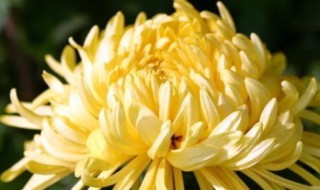 我花开后百花杀的寓意(不第后赋菊古诗意思)