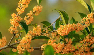 桂花树10月份可以移植吗 桂花树几月移植