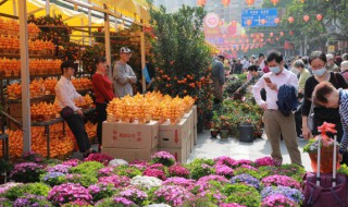 春节家里摆什么花最好（春节家里摆什么花最好看）