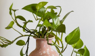 冬季播种的花有哪些 冬季播种的花有哪些品种