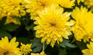 秋天的植物有哪些 秋天的植物有哪些变化