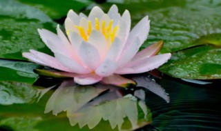 夏季的植物有哪些（夏季的植物有哪些图片）