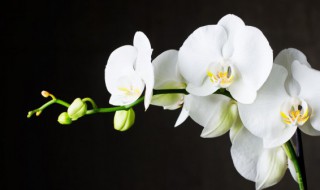 春兰有哪些品种 兰花有哪些品种