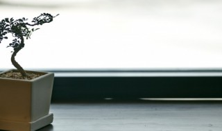 盆景植物品种有哪些 好养的盆景植物品种有哪些