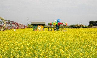 油菜花能用五彩缤纷形容吗（油菜花能用五彩缤纷形容吗为什么）