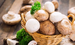 蘑菇蒸鸡蛋羹做法(蘑菇蒸鸡蛋羹做法大全)