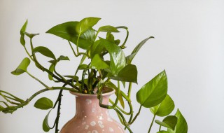 阴气较重的植物有哪些 阴气较重的植物有哪些图片