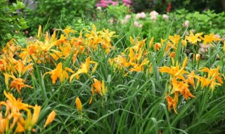 萱草品种有哪些 萱草品种有哪些名字