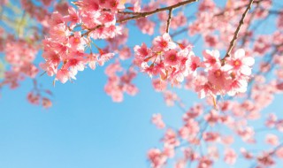 春季花卉都有哪些品种 各种花卉品种
